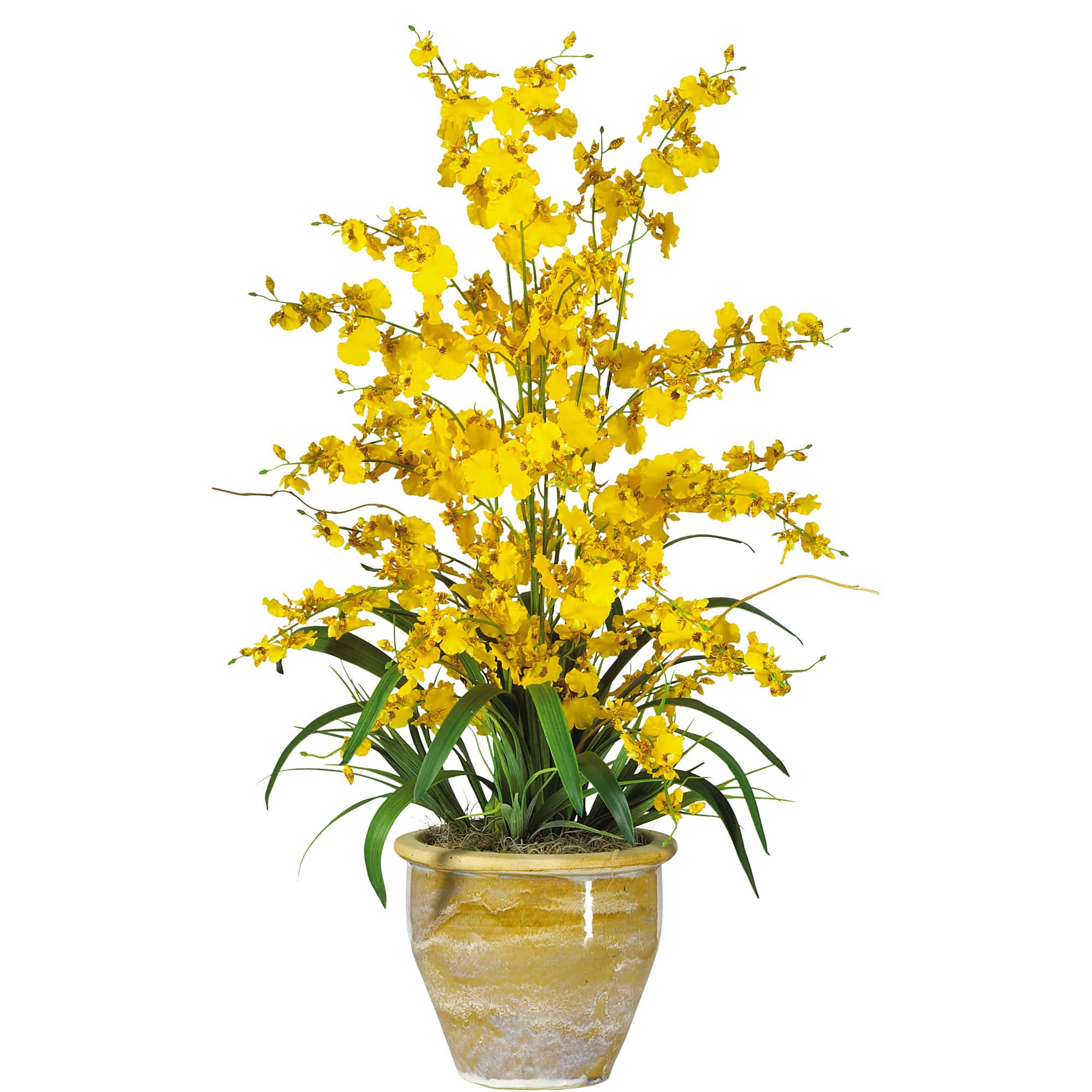 2.5ft. Triple Dancing Lady Orchid Arrangement in Planter